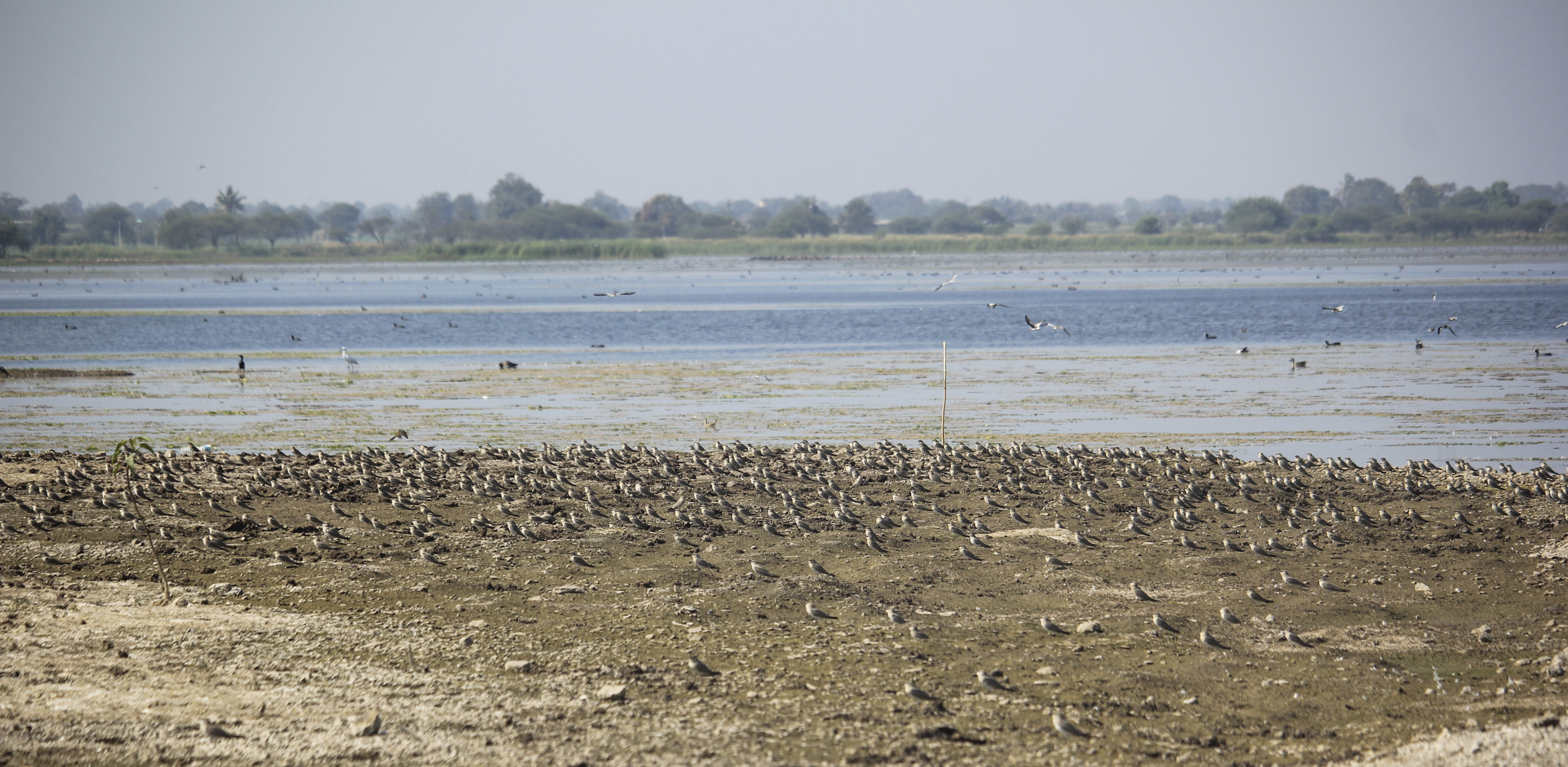 Small Pratincole Flock